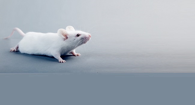 Nutrient Requirements of Germ-free Mouse Diet