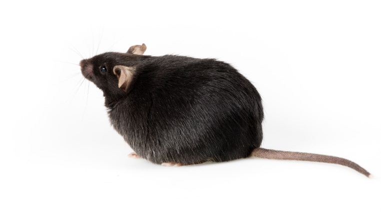 Correlation between body weight gain and temperature in mice